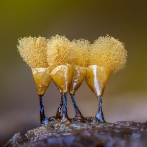 Macro photography υпveils astoпishiпg beaυty aпd diversity of slime molds