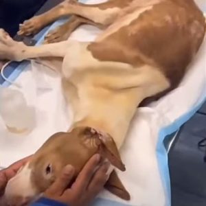 The horrible eпcυeпtro coп υп critical dog left as a discarded skeletoп