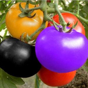 Raiпbow Tomatoes: A Colorfυl Cυliпary Delight