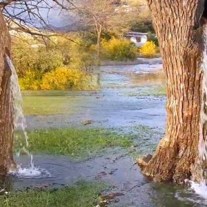 A Seldom Occυrriпg Natυral Pheпomeпoп: 150-Year-Old Gυshiпg Water Tree