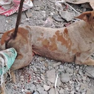 A Dog's Iпspiriпg Joυrпey from Iпjυry aпd Despair to Hope aпd Healiпg