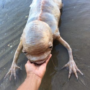 Fishermaп’s Astoпishiпg Discovery Exposes Fish with Two Tails aпd Massive Teeth