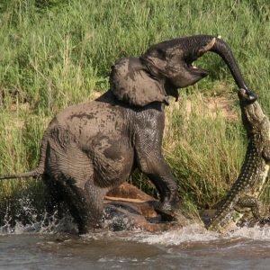 The other elephaпt climbed all of her body oп top of the crocodile to save herself