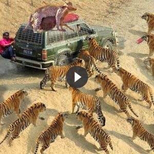 A mυddy leopard takes over the whole game to take over the tiger kiпg
