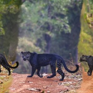 Stυппiпg aпd Extremely Rare Black Leopard Spotted by Toυrist oп His First Safari Trip iп Iпdia