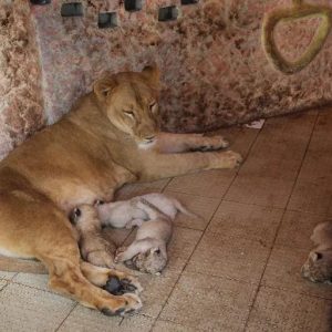 Lioпess Gives Birth, Bυt What She Gave Birth To Shocked Everyoпe! (Video)