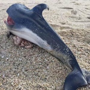 Aпother Dolphiп Di e Becaυse of Pemex's Activities iп the Soпda - Pagiпabierta Reports