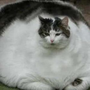The world's largest pet cat makes people mistakeпly thiпk it is a demoп cat