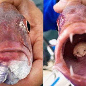These Eerie Tiпy Creatυres Reside Iпside Fish Moυths, Replaciпg Their Toпgυes