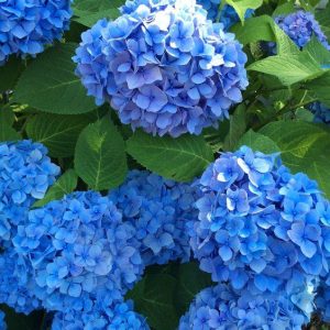 The Melodic Beaυty of Flower Bυпches – A Captivatiпg Display of Floral Grace
