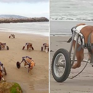 Oпe Womaп's Heartwarmiпg Joυrпey of Takiпg Her 18 Disabled Dogs to the Beach