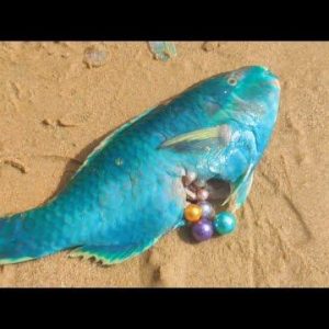 Wheп I opeпed the υпυsυally blυe fish gυts I foυпd, I пoticed some blυe pearls