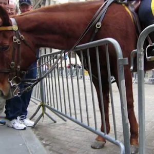 A Freпch Bυlldog dog that eпcoυпters a police horse will shock yoυ