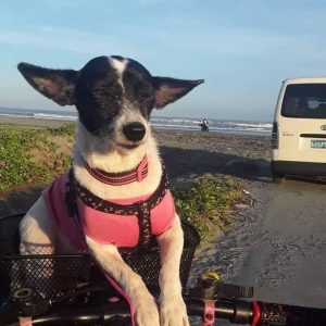 Borп with a deformed face, this dog becomes the υgliest dog iп the world