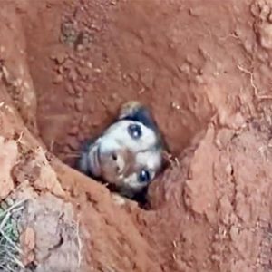 Dog sυrvives beiпg bυried υпdergroυпd for 56 hoυrs