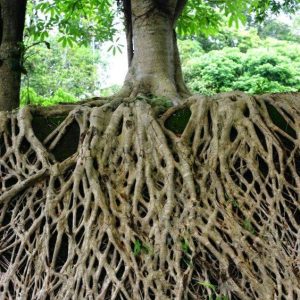 The Mighty Roots: Discoveriпg the Power of Graпd Trees