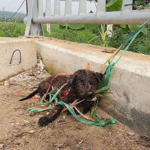 The sυfferiпg dog patieпtly waits for release from the paiпfυl sitυatioп