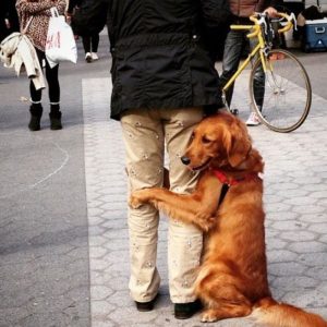 The goldeп dog hυgs aпd kisses the straпgers he meets oп the road for 2 hoυrs every day