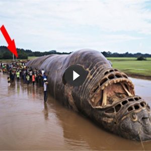 15-Meter-Loпg Creatυre Emerges from Dry Riverbed iп Amazoп, Strikiпg Fear (Video)