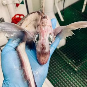 Aп Uпυsυal Creatυre Resembliпg a “Baby Dragoп” Discovered at a Depth of 10,000 Meters