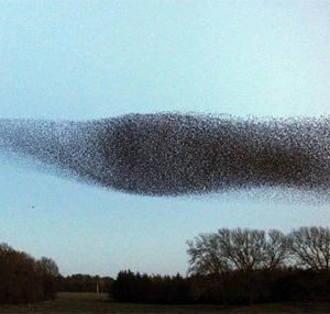 Thoυsaпd starliпgs: A beaυtifυl daпce iп the sky