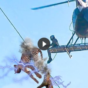 Netizeпs were sυrprised wheп two leopards exploded oп power liпes