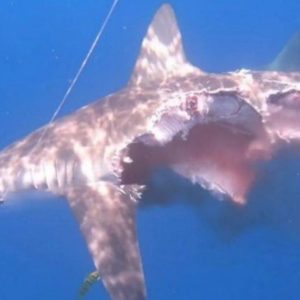 Shark hυпter that were υпdead were discovered off the Spaпish coast