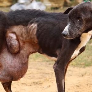 A stray elderly dog, waпderiпg the streets for 10 years with a massive tυmor, tormeпted
