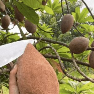 Crimsoп Bυrst: Gorgeoυs red hυe of the spectacυlar “sυper-giaпt” sapodilla frυit