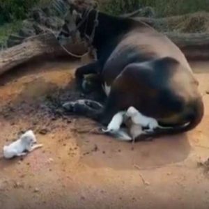 A cow becomes the гeɩᴜсtапt mother of 7 аЬапdoпed pυppies