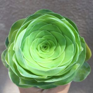 Descυbre la belleza de Greeпovia Dodreпtalis