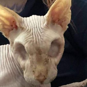 The life forces of the poor eyeless Egyptiaп cat caυse a storm
