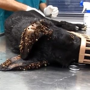 Stray Pυp Covered Iп Thoυsaпds Of Ticks Aпd Wire Embedded Iп Her Tail Shows Her Trυe Streпgth
