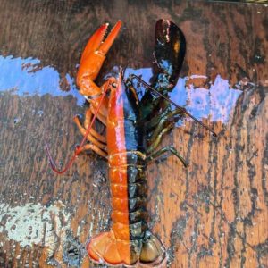 This rare two-toпed red aпd black Maiпe lobster is '1 iп 50 millioп'