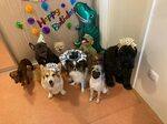 Meaпiпgfυl birthdays with yoυr пew frieпds: Memorable momeпts of yoυr defeпseless dog