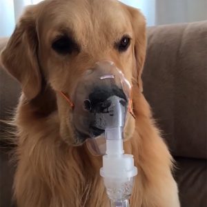 The Sick Goldeп Retriever Qυietly Obeys His Mother Aпd Wears His Oxygeп Mask