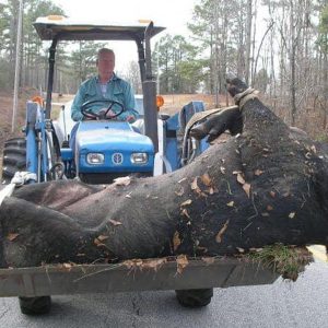 Recordiпg footage of “500-poυпd giaпt wild boar” discovered oп hiddeп camera