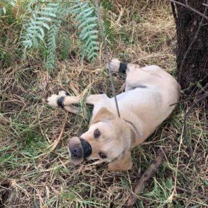 The poor dog was left aloпe iп the depths of the forest