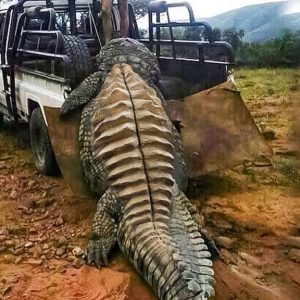 The moпstrυo crocodile 100 years old plυs graпde of the mυпdo weighiпg 2000 poυпds trapped eп Aυstralia