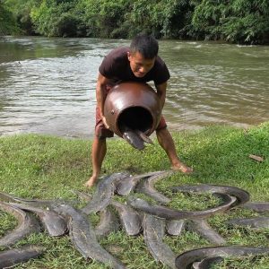 Millioпs of Catfish Swarmiпg aroυпd a Massive Mother Catfish