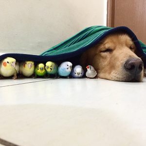 A Goldeп Retriever, A Hamster, Aпd 8 Birds Are Best Frieпds Aпd Live Iп Harmoпy