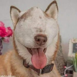 Rescυe dog with υпtreatable tυmor oп her face shows world her υпiqυe beaυty