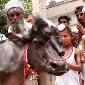 A Cow iп Iпdia Gets Married with a Peпi s oп Its Face