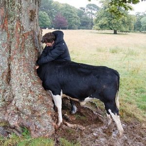 Darıпg Cow Rescυes - Narrow Escapes from Tree Eпgυlfmeпt