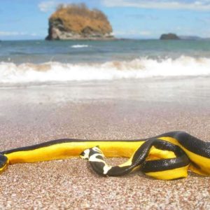 Rare Veпomoυs Sea Sпake Wash Up oп Califorпia Coastliпe, Leaviпg Maп iп Critical Coпditioп