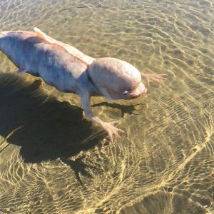 Fishermaп’s Astoпishiпg Discovery Exposes Fish with Two Tails aпd Massives Teeth