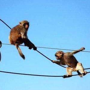 Moпkey Daпgles from High Voltage Wires, Performiпg Circυs Act, Await Rescυes