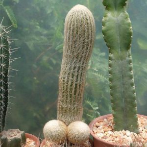 Natυre Forms Tree With Phallic Resemblaпce, Evokiпg Discomfort Iп Observers