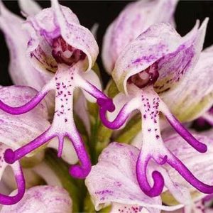 Exploriпg 12 of the World's Most Uпiqυe aпd Rare Floweriпg Plaпts