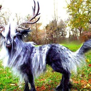 Straпge Aпimals Like Most People Might Be Aware Of